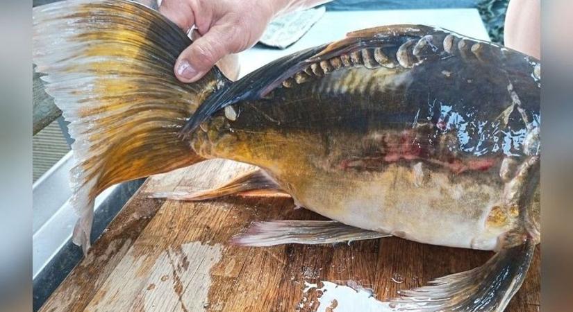 Mutáns akadt horogra a Balatonban