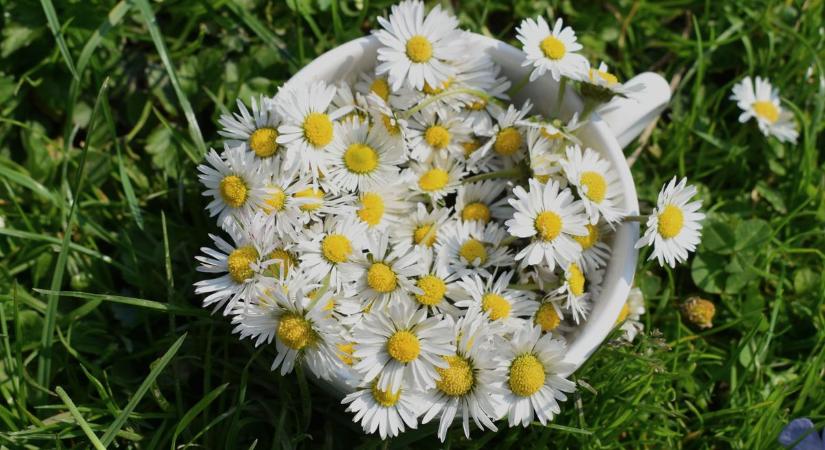 Végre itt egy verseny, ahol a természetesség a menő – mutasd meg te is a fenntartható kerted!