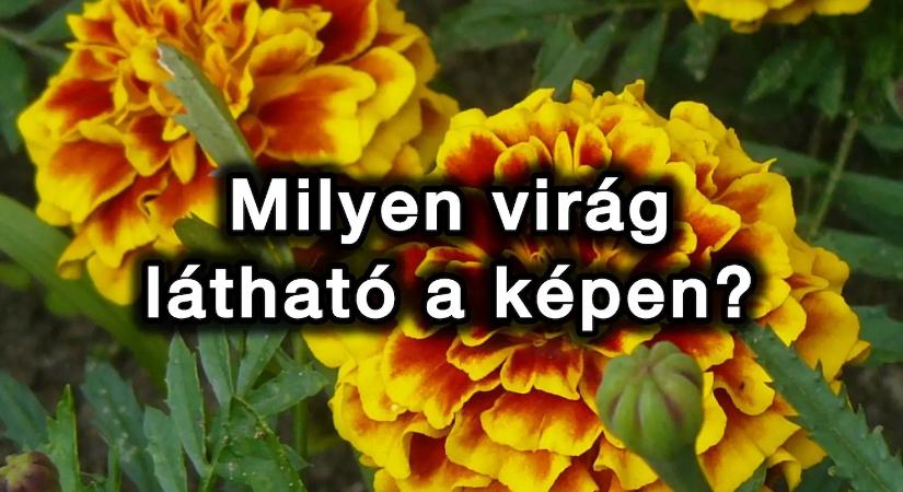 Virágfelismerő feladvány: Melyik gyönyörű virág látható ezen a fotón?