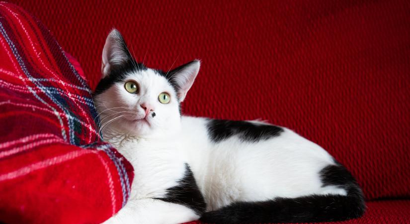 Hány szót ért meg egy átlagos macska?