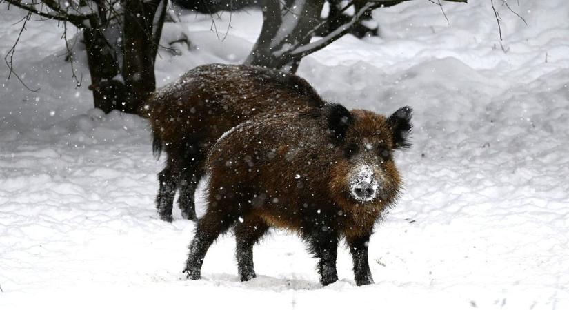 Veszélyben a házi sertések? Az országos főállatorvos drasztikus lépésre szánta el magát