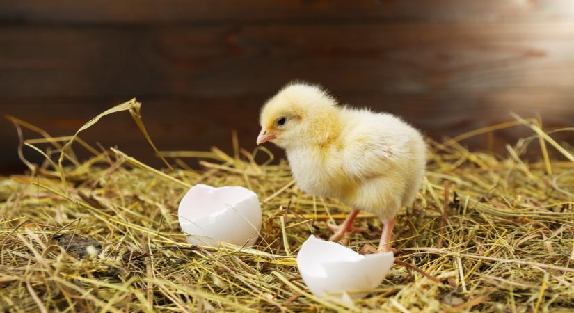 Döbbenetes, mire jöttek rá a kutatók a csibék keltetésével kapcsolatban