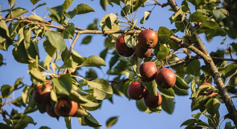 Hagyomány és kertészet találkozik a Zselici Gyümölcsoltó Napon