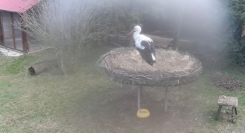 Élőben nézheted, amikor Szofi hazatér Macushoz – hamarosan újra egyesül a gólyapár