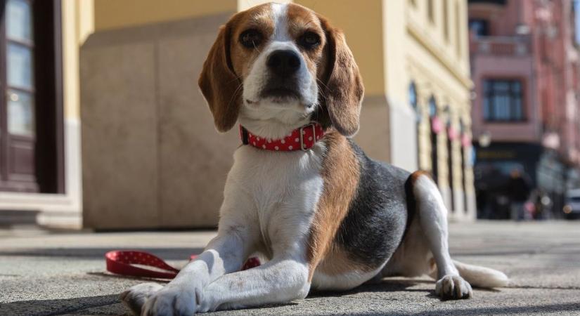 Olvasónk kiakadt: felelőtlen kutyások miatt koszosak a pécsi utcák