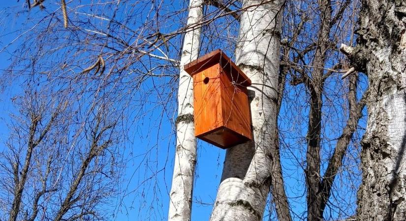 Nem csak beszélnek róla – a Szegedi Vízmű tényleg tett a madarakért