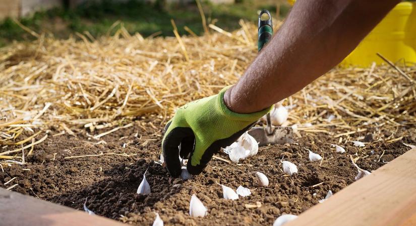 Mit vethetünk márciusban? Ezeknek a magoknak nem árt a tavaszi fagy sem