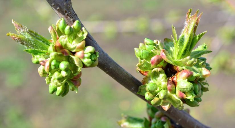 Megpattantak a rügyek: Ezt hozza a jövő hét az őszi vetések és a gyümölcsösök számára