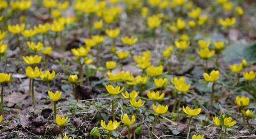 Még mindig lakat alatt a népszerű bakonyi arborétum, de vannak friss hírek az újranyitásról