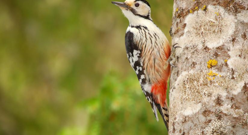 Egy fecske egy nyáron körülbelül egymillió legyet, szúnyogot és lepkét fogyaszt el