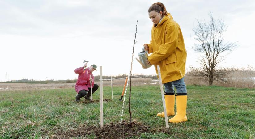 Különleges bakonyi erdő kerekedik, nem is akárhogyan – Jöttök segíteni a nagy bakonyi faültetéskor?