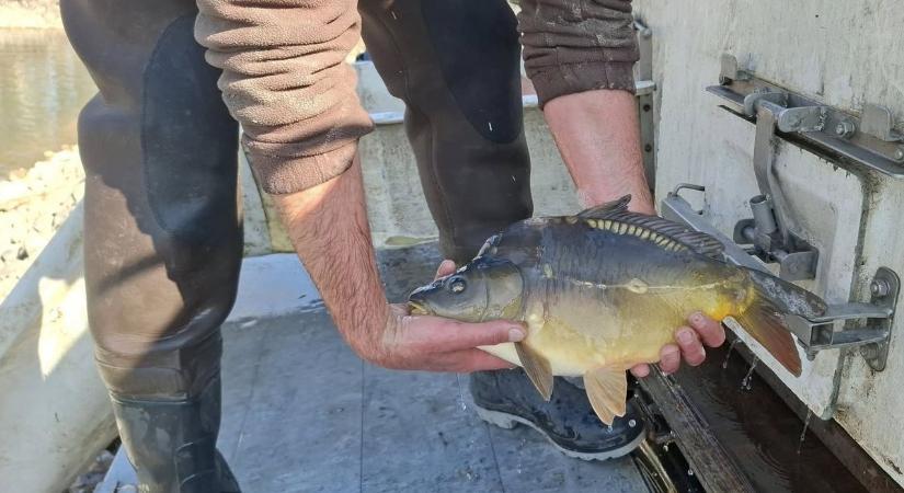 Több helyen telepítenek, a Velencei-tónál felmérnek és várnak