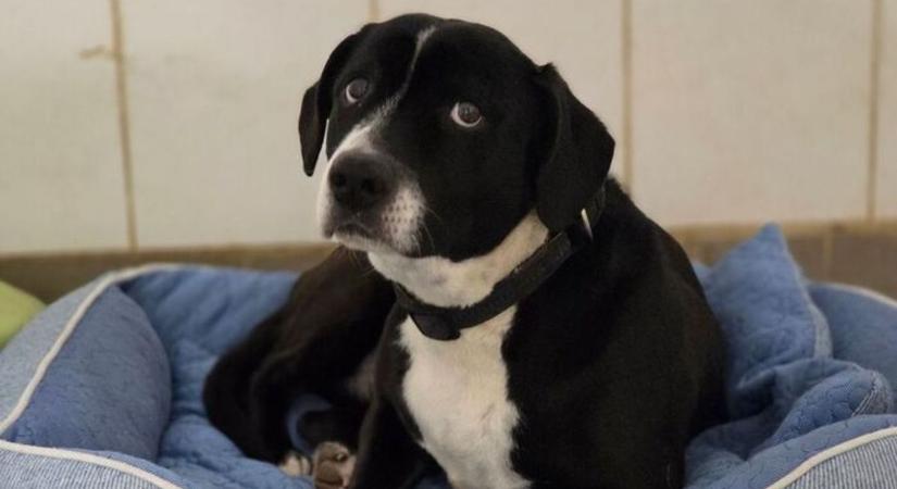 Kutyások figyelem! Ha ezt megeszi a kutyád, durva mérgezést kaphat