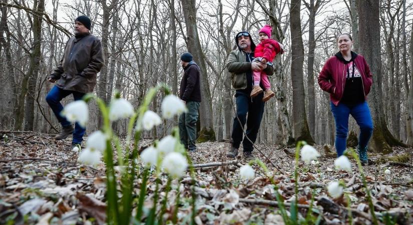 Petőfi klasszikus, Sopron története és felnőtt koszorúcska bál és tavaszi kirándulások