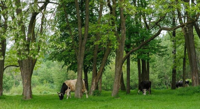 Magyarország év élőhelye az Őrségben van