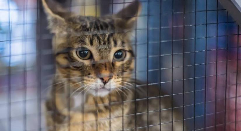 „Rágyújtom a házat a macskáidra!” - Brutális fenyegetést kapott a magyar állatmenhely