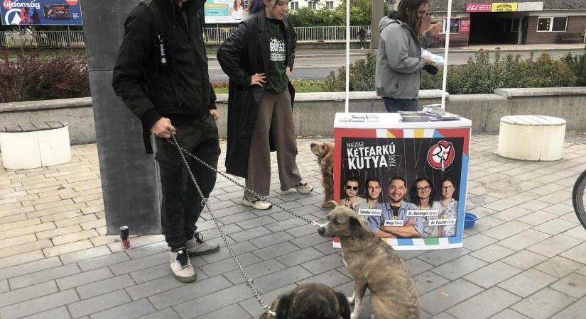 Késsel fenyegették kopogtatás közben Ladányi Lucát, a Kutyapárt tatabányai jelöltjét