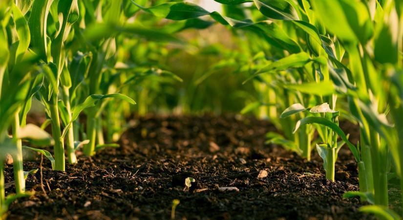 Nemzetközi fenntarthatósági elismerést szerzett a Bonduelle