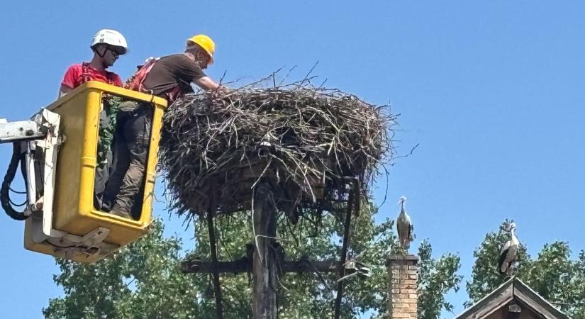 Több ezer fészek, százmilliós beruházás – így készül a tavasz leglátványosabb visszatérőire az E.ON