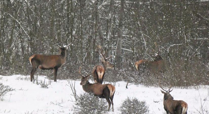 Jól jött a sok csapadék, de a Homokhátság még mindig mínuszban van – fotók