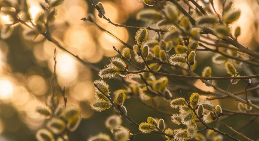 Márciusi időjárás: ezt hozza a tavasz első hónapja