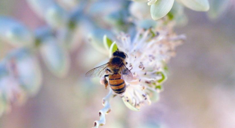 Méhbarát kert egyszerűen – 6 növény és virág, amitől zsongani fog az udvar