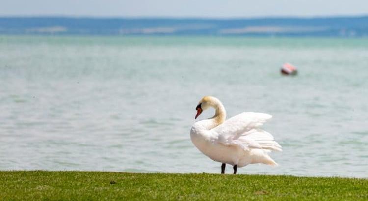 Többmilliárd forintos fejlesztés indul a Balaton-parton