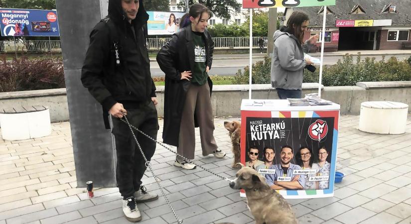 Késsel fenyegették egy lépcsőházban a Magyar Kétfarkú Kutya Párt tatabányai jelöltjét