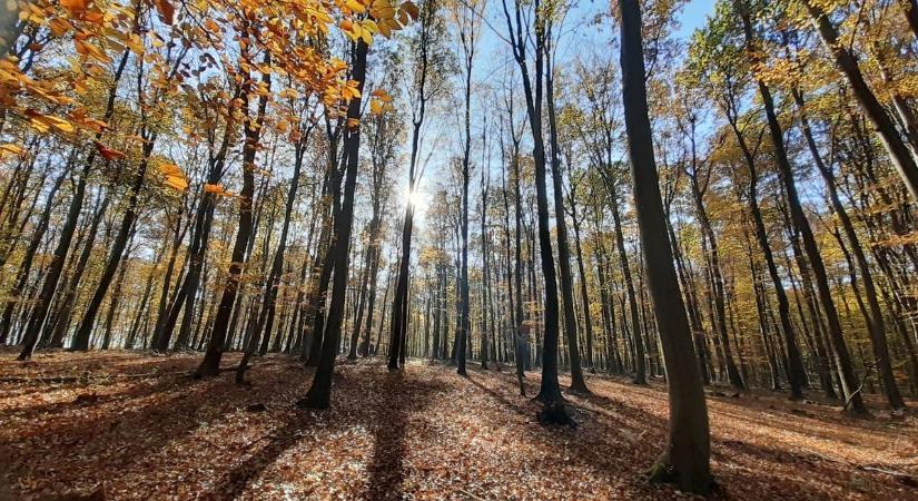 A zalai erdők a fenntartható jövőt szolgálják