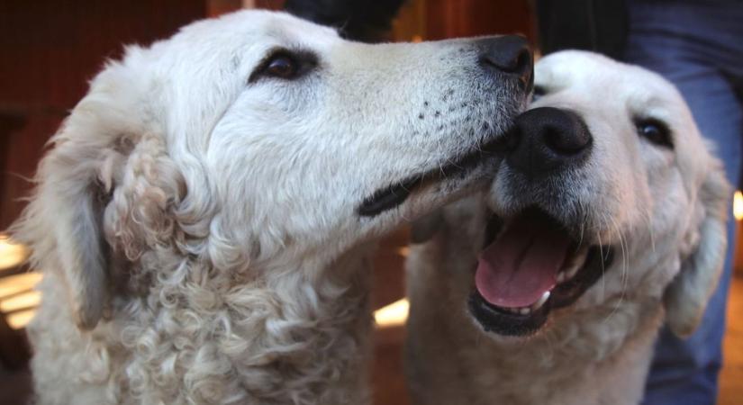 Boldogság a Kutyatárnál – 16 raklapnyi táp érkezett