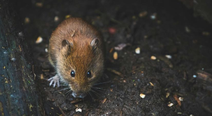 Gyümölcsös-ellenőrzés februárban: 10 jel, hogy rágcsálók dolgoztak