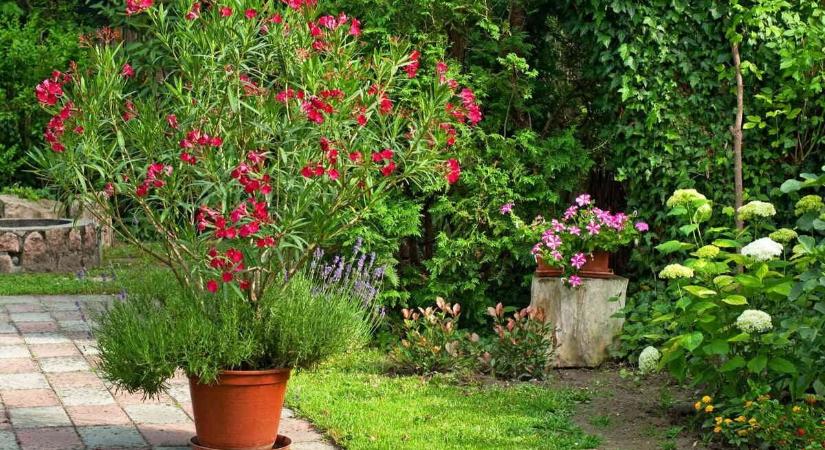 Ne rontsd el tavasszal! A profik szerint ezen múlik a leander virágzása