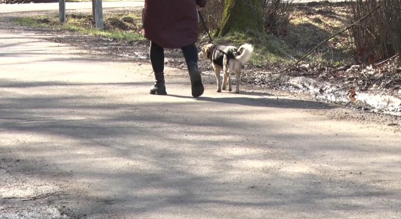 Lyme-kór és babézia: Komoly gondokat okozhat egyetlen csípés