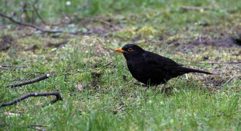 Mit jelent valójában, ha a fekete rigó minden nap visszatér a kertedbe?
