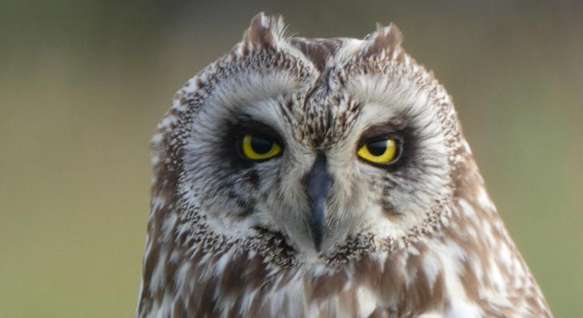 Ismét nagy számban teleltek réti fülesbaglyok a Kis-Sárréten