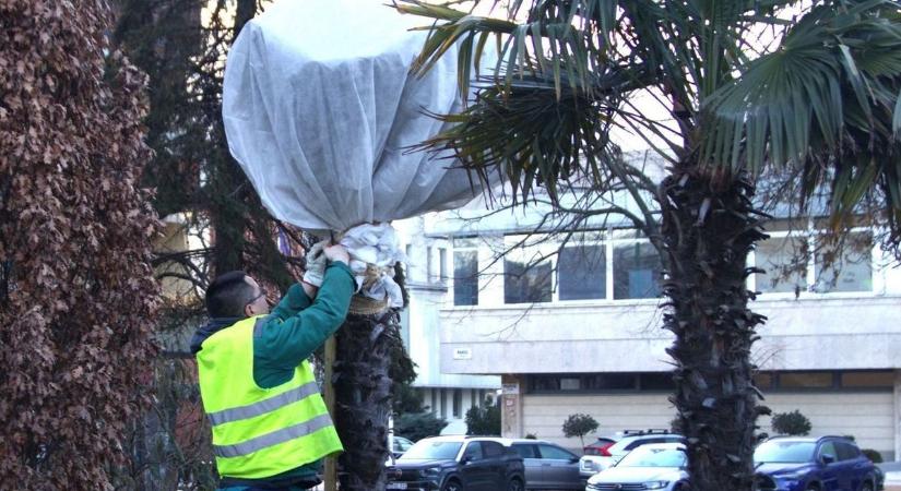 Tavaszi hangulat Szegeden: a Glattfelder tér pálmái ismést szabadon élvezhetik a napsütést