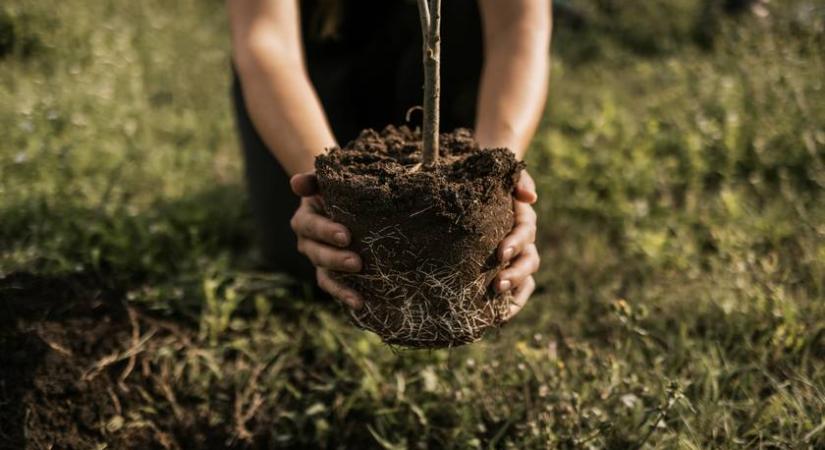 Ezek a fák nem fognak a fejedre nőni: 4 fajta, ami jól érzi magát kisebb kertben is