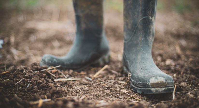 Káros növények lephetik el a hazai földeket: így lehet védekezni ellenük