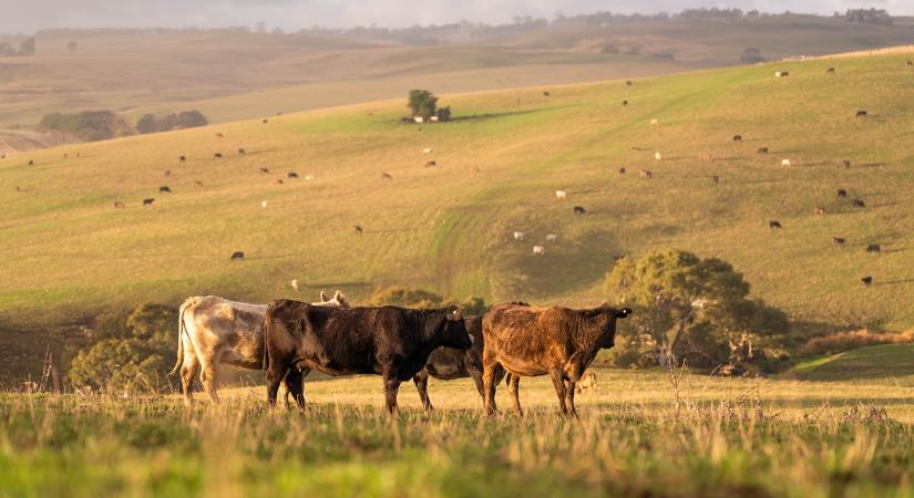 Ausztrál marhahúsáradat: a gazdák feje fölött köttetnek a nagy alkuk