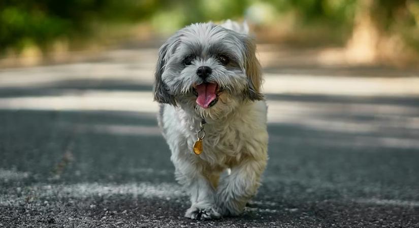 Cuki pofa, nehéz levegő: 12 népszerű kutyafajta, ahol a lapos arc légzési gondot hozhat