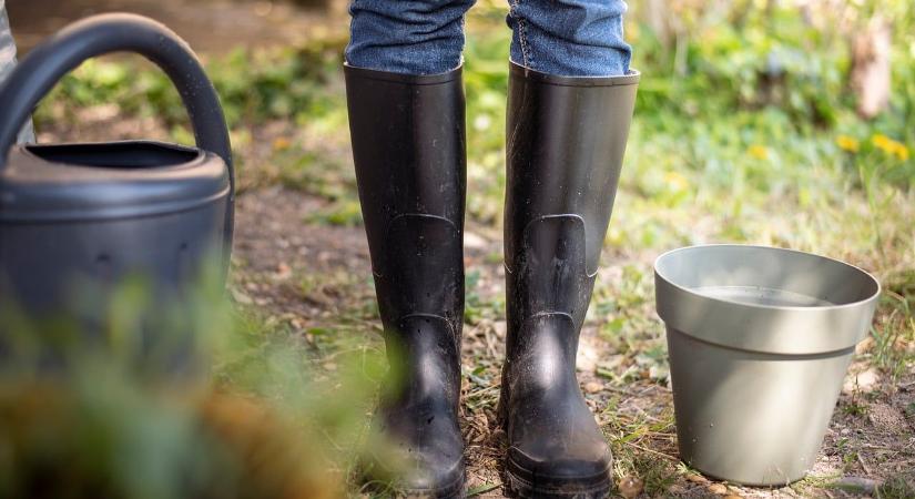 Ekkor vágj bele a fák metszésébe, a bő termés érdekében