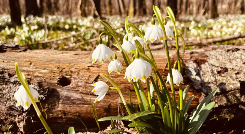 Tovább élvezhetjük a napsütést - szép hétvége elé nézünk