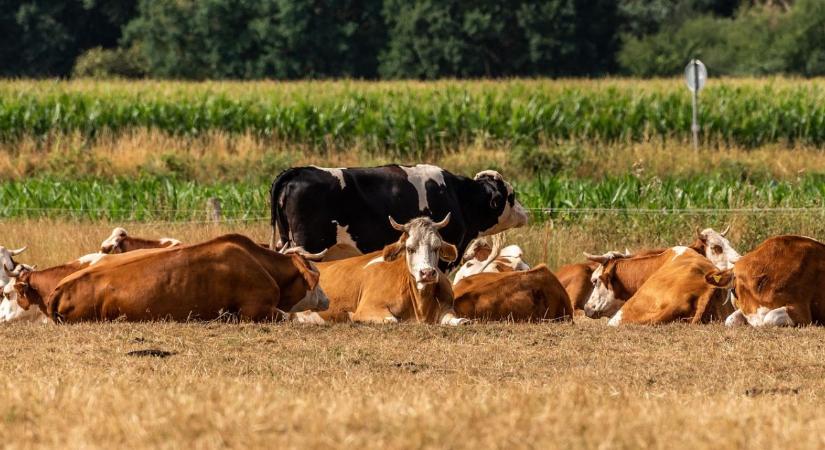 Bűnbak vagy életmentő? A szarvasmarha-ágazat valós szerepe a világ élelmezésében