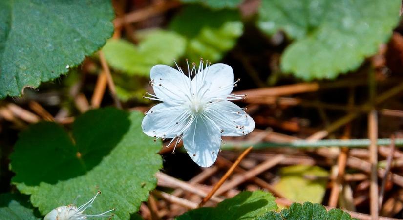 A harmatcseppek miatt virágoznak korábban a növények?