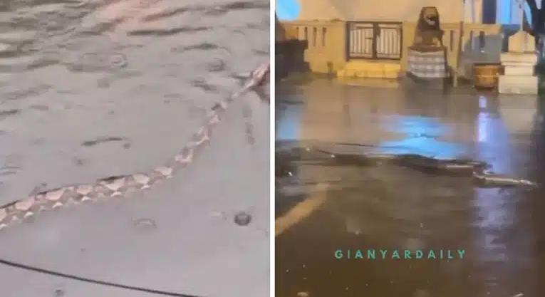 Videó: Hatalmas kígyók úsznak Bali elárasztott utcáin