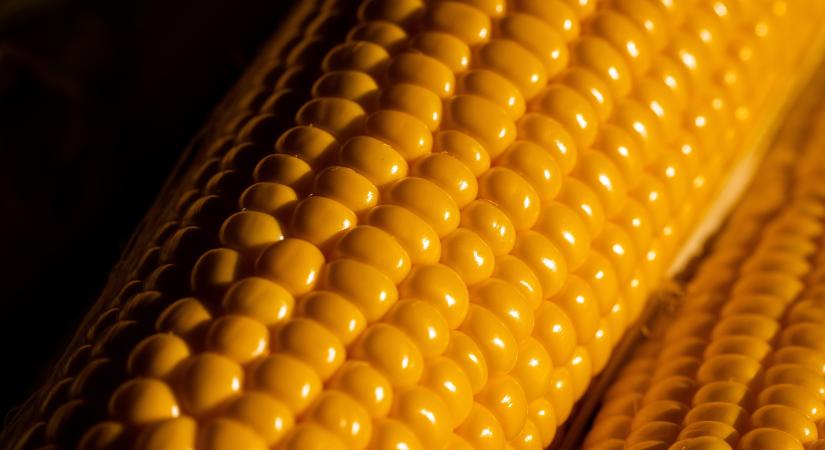 A FruitVeB 2025-ös ágazati beszámolója a feldolgozóiparról