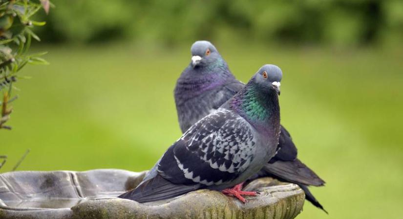 Riasztó terv: agyi implantátummal alakítanák drónokká a galambokat ebben az országban