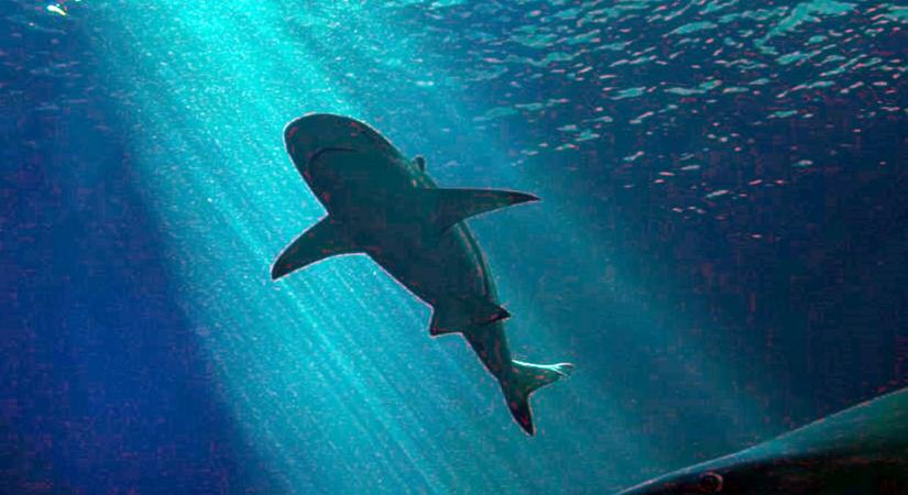 Cápát láttak a magyarok egyik kedvenc nyaralóhelyén, a világ egyik legnagyobbja a ritka állat