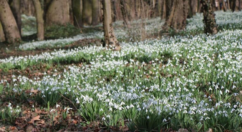 Napsütés és madárcsicsergés melengeti szívünket - tovább vetkőzik a tavasz