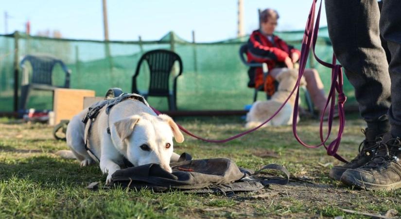 Különleges tréning Szegeden – ezek a kutyák nem csak játszanak, gyógyítanak is